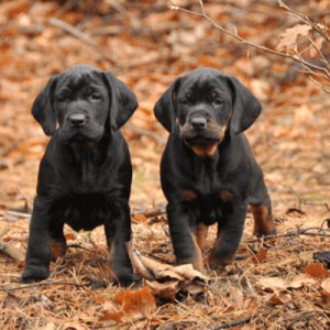 Polish Hunting Dog – Scent Hound Breed Of Poland