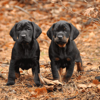 Polish Hunting Dog