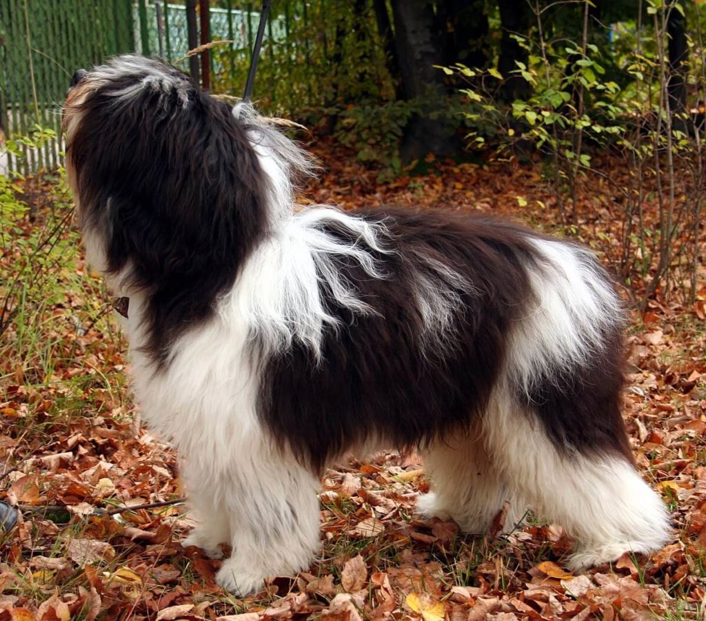 Polish Lowland Sheepdog