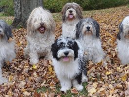 Polish Lowland Sheepdog