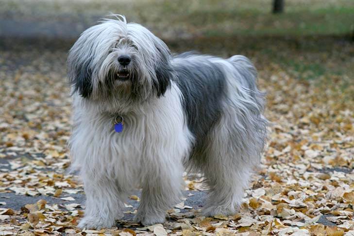 Polish Lowland Sheepdog