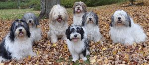 Polish Lowland Sheepdog – Strong Willed and Confident Dog