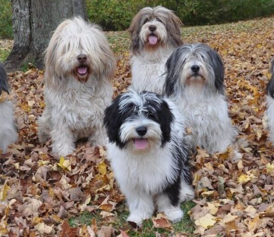 Polish Lowland Sheepdog