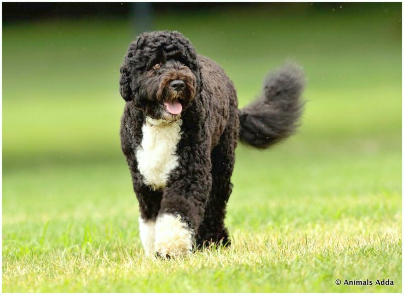 Portuguese Water Dog Puppy Breeders Price Temperament Size 