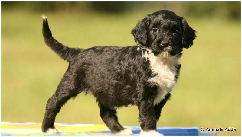 Portuguese Water Dog