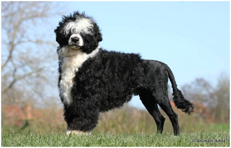 Portuguese Water Dog