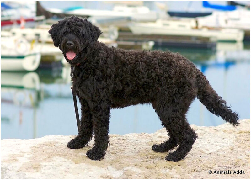 Portuguese Water Dog