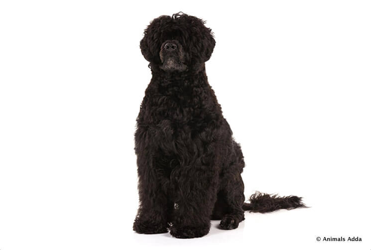 Portuguese Water Dog - Puppy, Breeders, Price, Temperament, Size