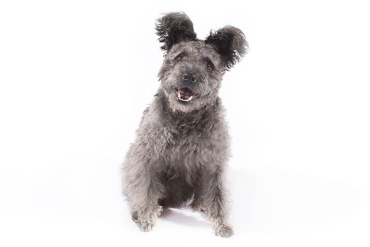 Pumi