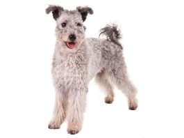 Pumi