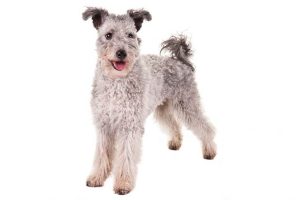 Pumi – Sheepdog From Hungary