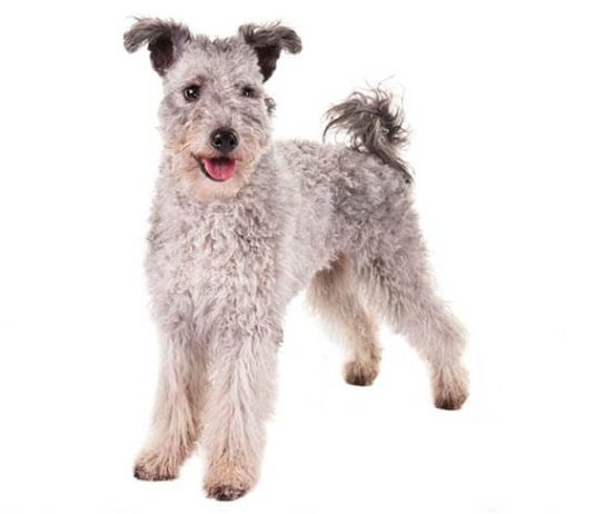 Pumi
