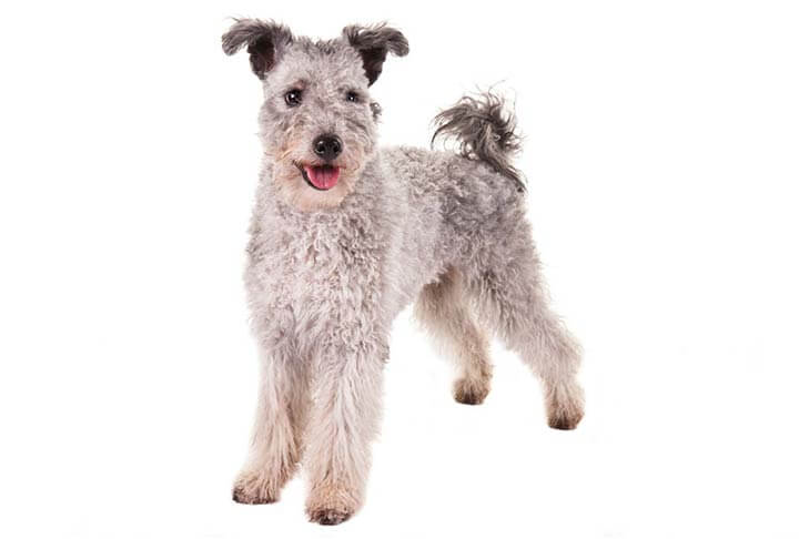 Pumi