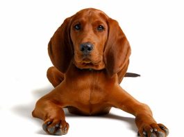 Redbone Coonhound