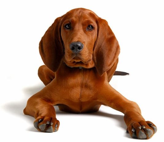 Redbone Coonhound