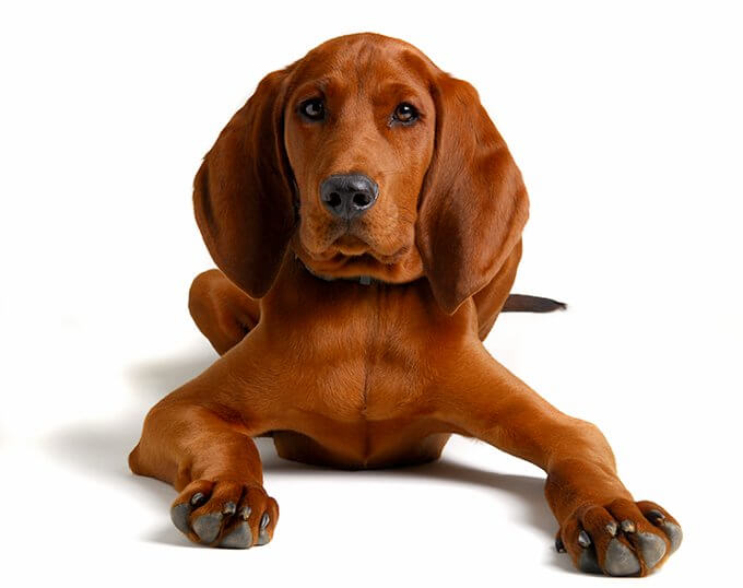 Redbone clearance coonhound images