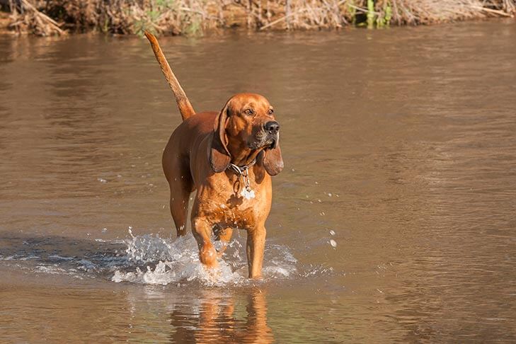 redbone coonhound temperament energetic