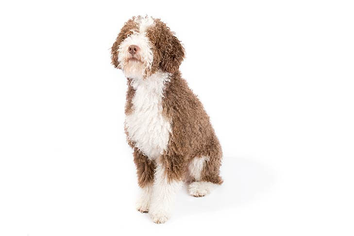 Spanish Water Dog