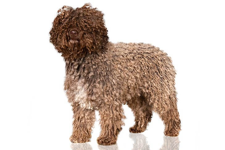 Spanish Water Dog