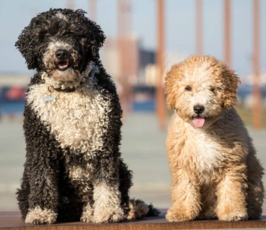 Spanish Water Dog