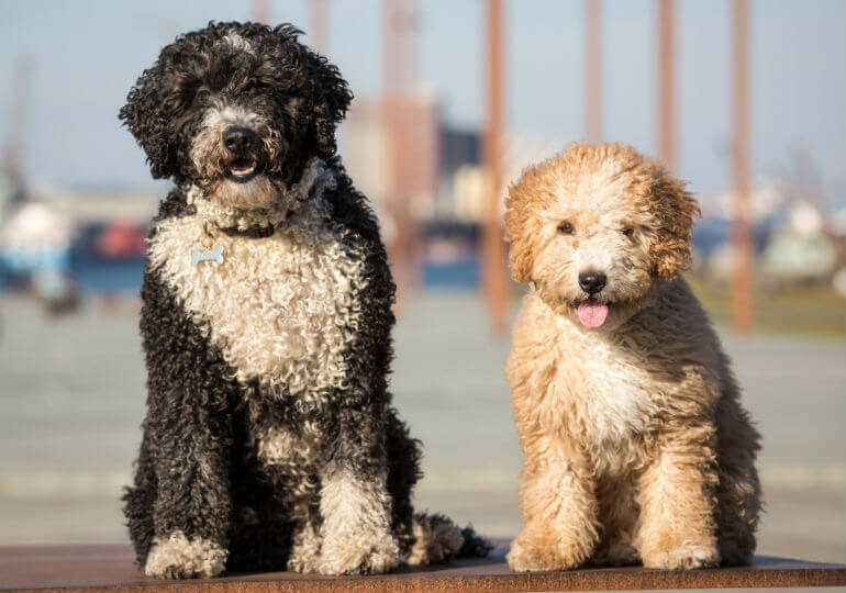 Spanish Water Dog