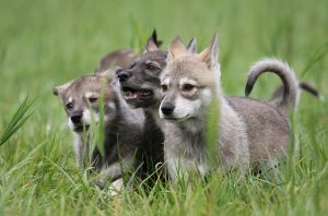 Tamaskan Dog – A Wolf Like Dog With A Gentle Heart
