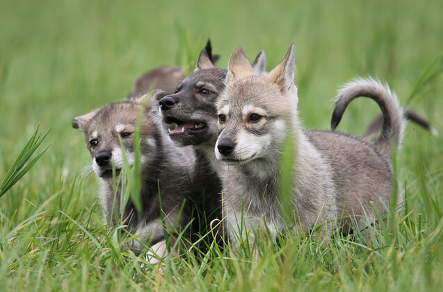 black tamaskan dog for sale