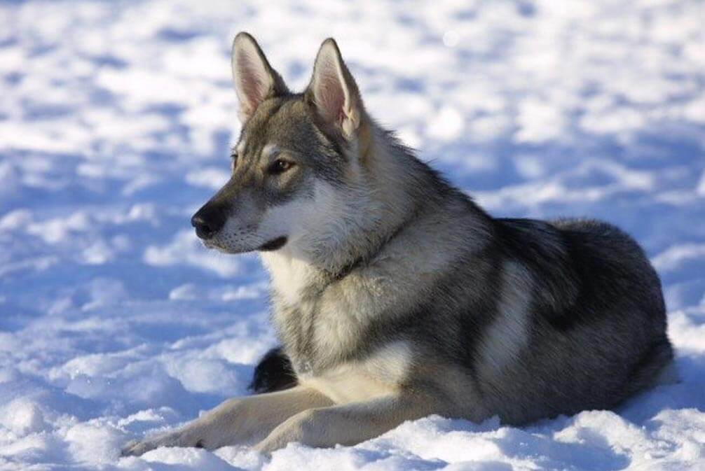 Tamaskan Dog