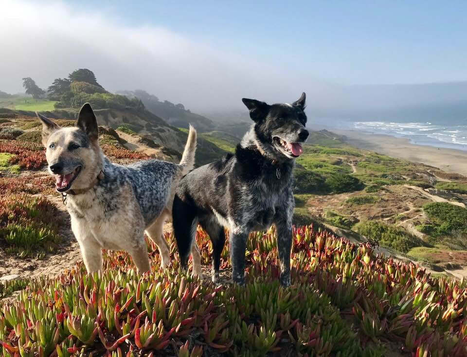 Texas Heeler