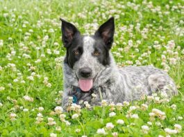 Texas Heeler