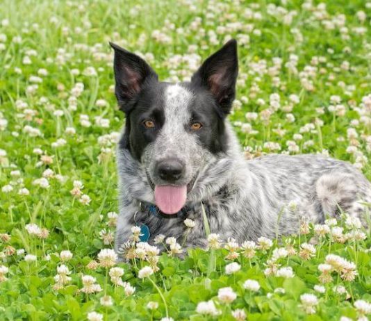 Texas Heeler