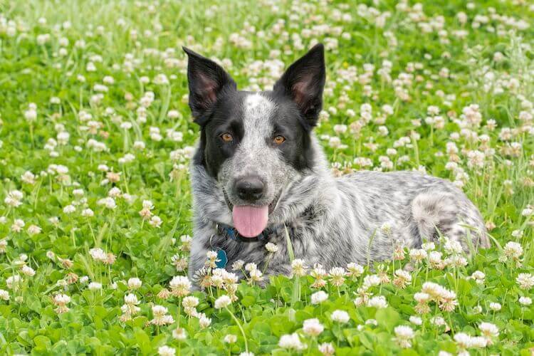 Texas Heeler