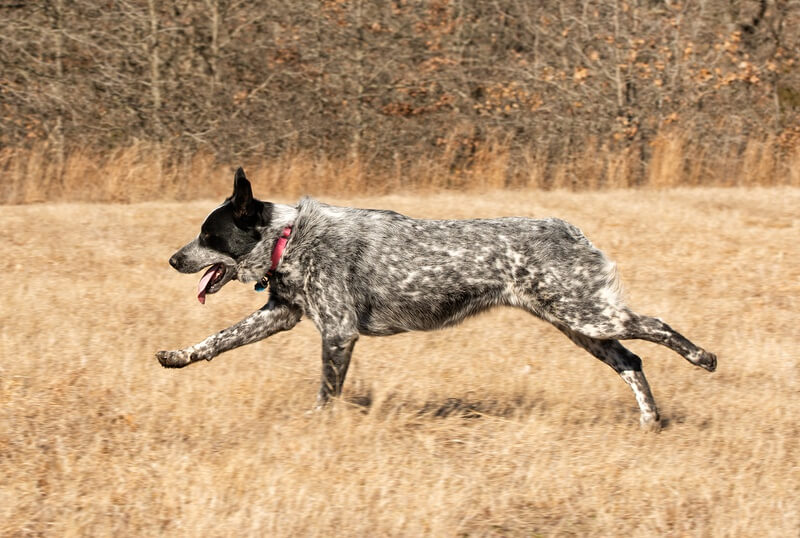 Texas Heeler