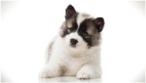 Thai Bangkaew Dog – Thailand’s Breed