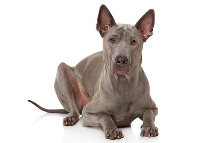 Thai Ridgeback