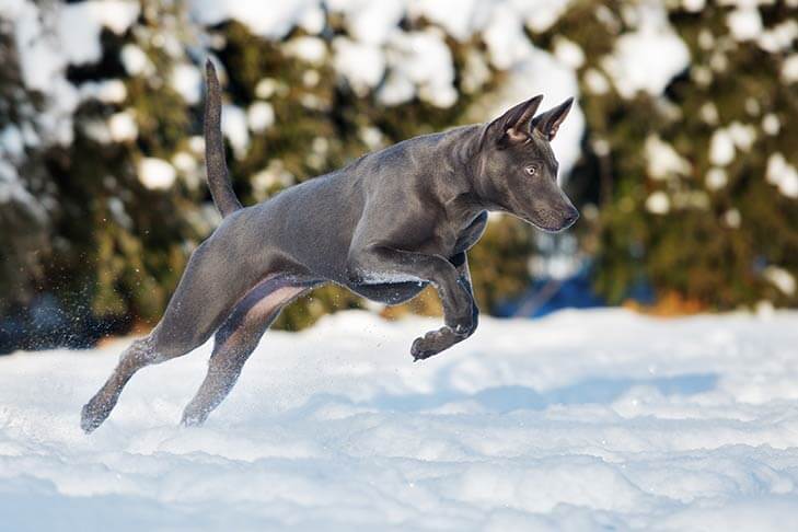 are thai ridgeback noisy