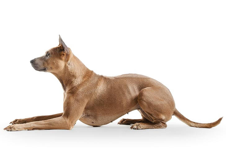 Thai Ridgeback