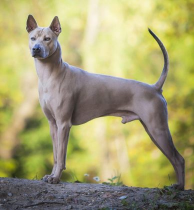 Thai Ridgeback - Facts, Puppies, Price, Temperament, Breeders | Animals ...