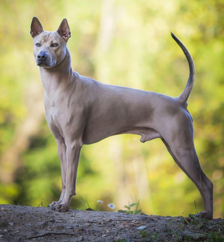 blue thai ridgeback puppy