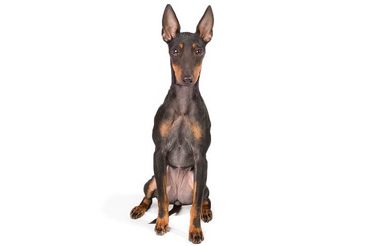 Toy Manchester Terrier