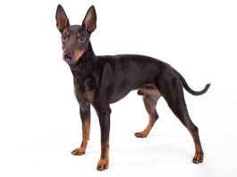 Toy Manchester Terrier