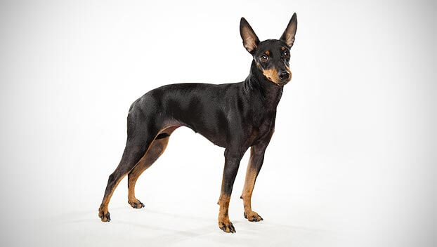 Toy Manchester Terrier