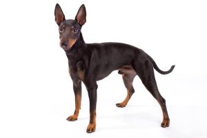 Toy Manchester Terrier – A lively and sharp-witted dog