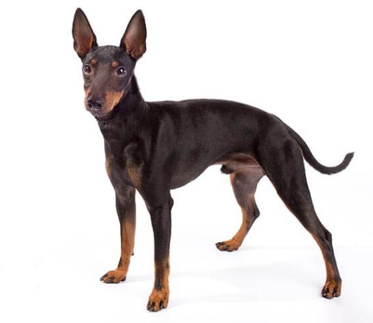 Toy Manchester Terrier