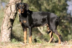 Transylvanian Hound : Medium-Sized Hound