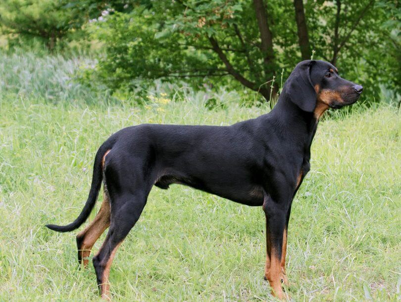 transylvanian hound : puppy, facts, characteristics