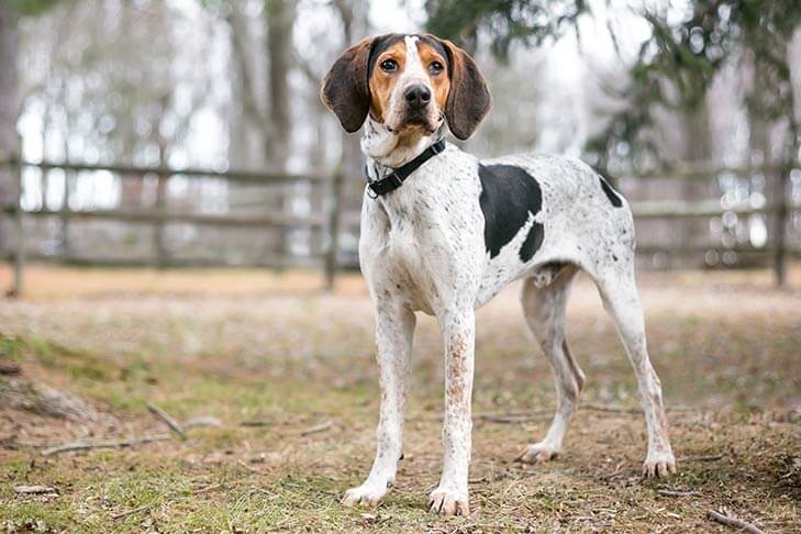 Treeing Walker Coonhound