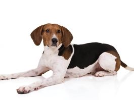 Treeing Walker Coonhound
