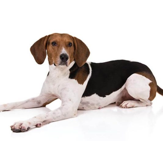 Treeing Walker Coonhound