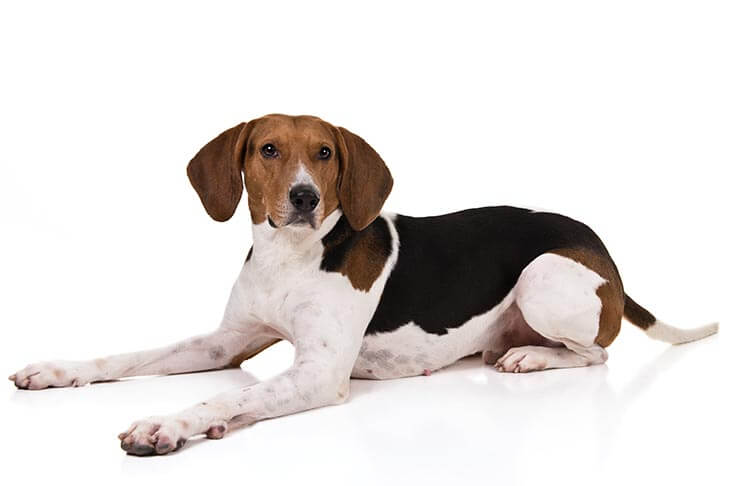 are treeing walker coonhounds good with kids